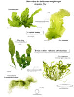 Illustration of different morphologies of the genus Ulva